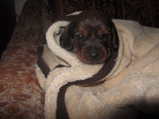 Pre daxslkopova a eriku:)