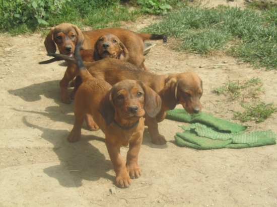 :)...súrodenecká svorka