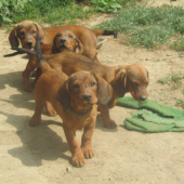 :)...súrodenecká svorka