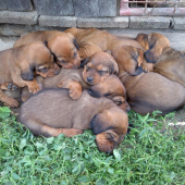 Na jednej veľkej kope...