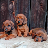 Daxlíci 6,5 týždňa