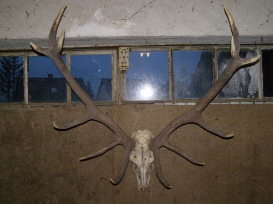 jeleň dvanástorák - pravidelný