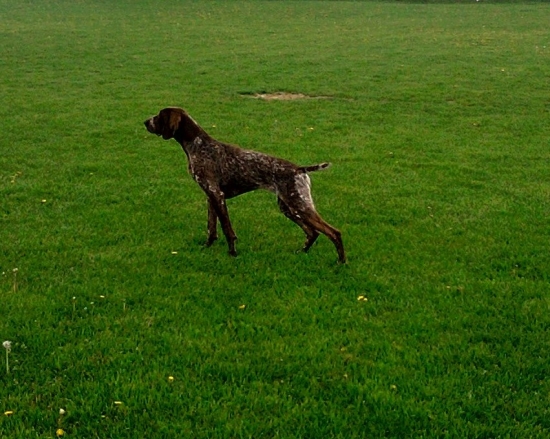 afra pansky les-Moj Nemec