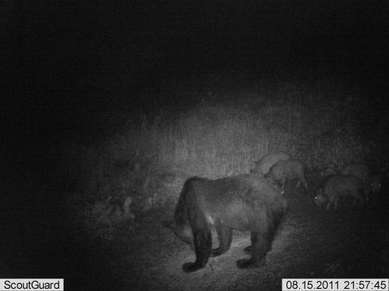 diviačiky s medveďom