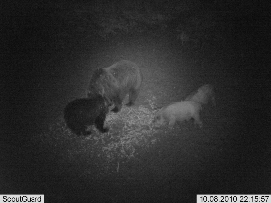 Medvede s diviakmi na spoločnej hostine