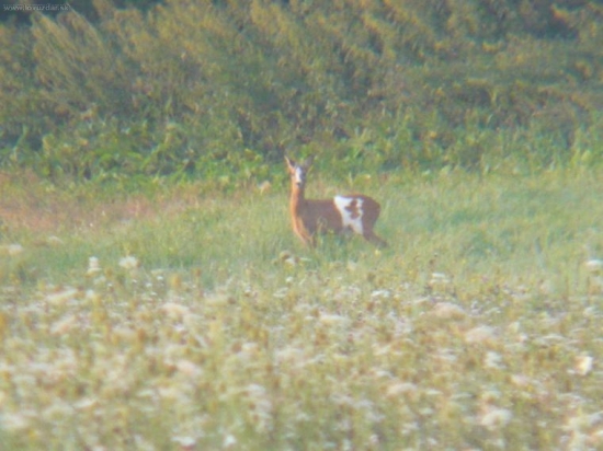 taka srna neni nikde inde