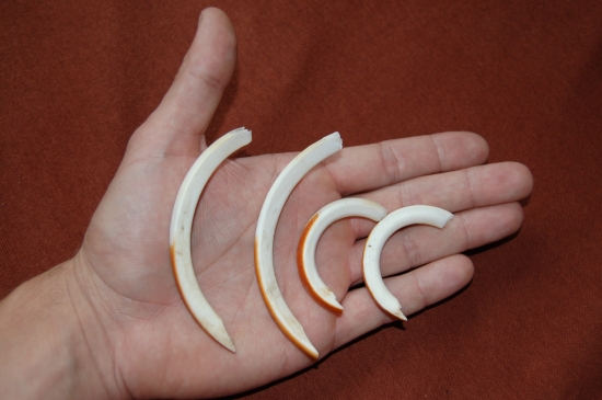 zuby z uhynutého bobra