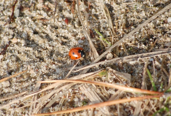 otužilá lienka - fotené 16.januára