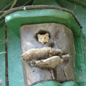 Muscardinus avellanarius