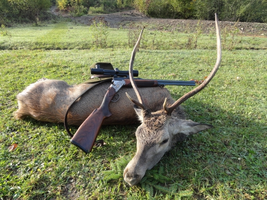 jeleň I. V.T.  výrad