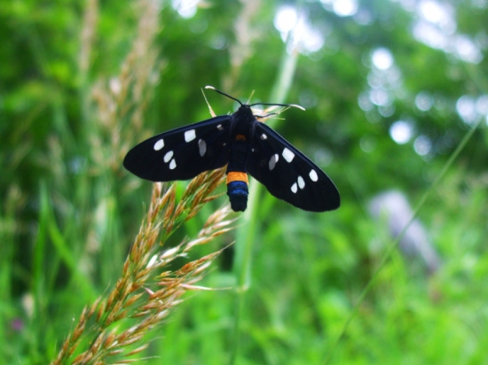 Čierny krásavec (názov?)