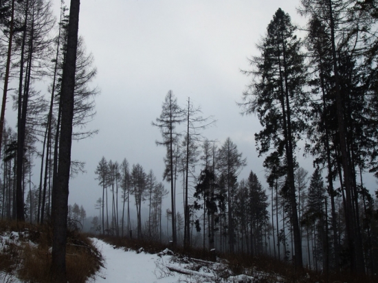 Prechádzka strašidelným lesom..