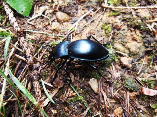 Na lesnom chodníčku... (čo je to?)