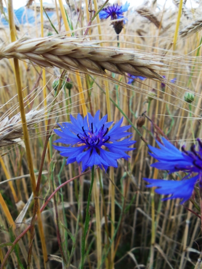 Nevädza poľná (Centaurea cyanus)