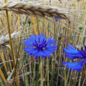 Nevädza poľná (Centaurea cyanus)
