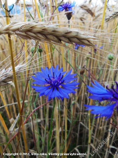 Nevädza poľná (Centaurea cyanus)