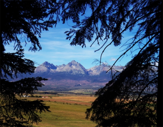 Za oponou z ihličia