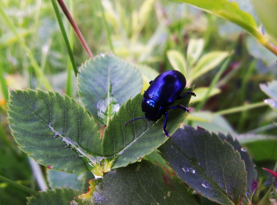 Chrobák po daždi..