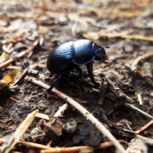 Lajniak hôrny (Anoplotrupes stercorosus)