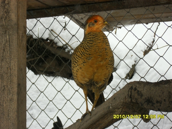 krásně se vybarvuje