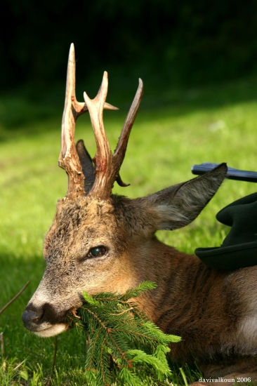 tak to je můj nejlepší srnec