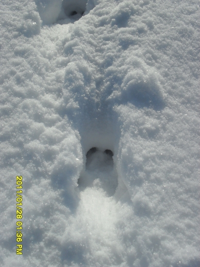 ASI SAMOTNÝ KNOUREK