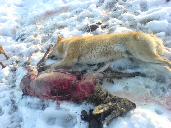 co dokáže pes pytlák