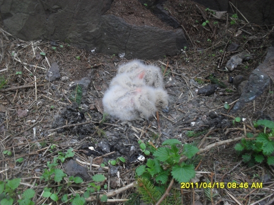 Výr velký  - - -malý bubíci