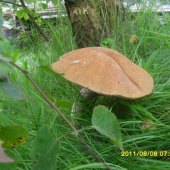 pod břízkou