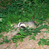 jezevec