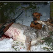 můj první daněk a i první v našem revíru