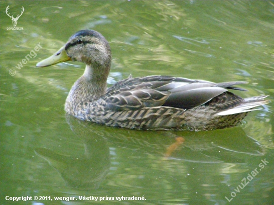 Anas platyrhynchos