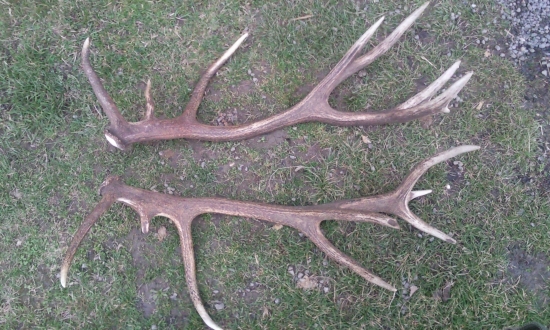 Kto bude väčší kamarát? :-)