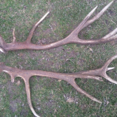 Kto bude väčší kamarát? :-)