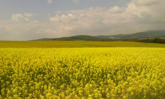 Repková ...
