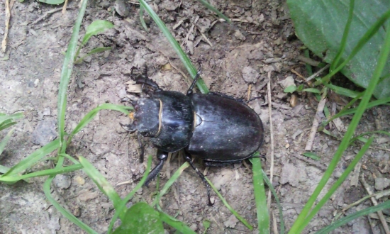 roháč veľký - roháčica (lucanus cervus)