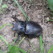 roháč veľký - roháčica (lucanus cervus)