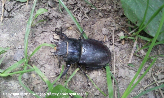roháč veľký - roháčica (lucanus cervus)