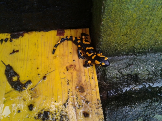 salamandra škvrnitá