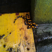 salamandra škvrnitá