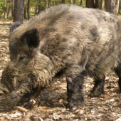 diviak starý oborový