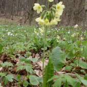 Prvosienka