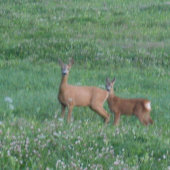 Pribehla spolu  z ratolestov na vabnicku