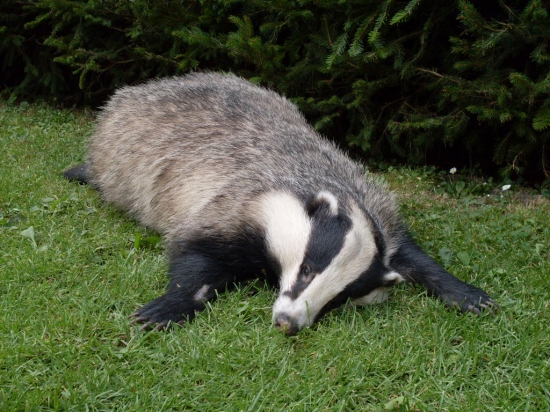 Jazvec zrazeny autom