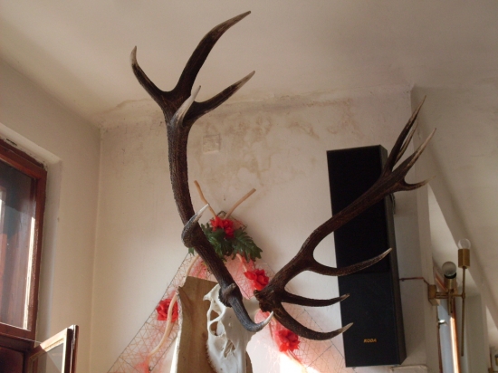 Jelen z chovatelskej  prehliadky v stropkove