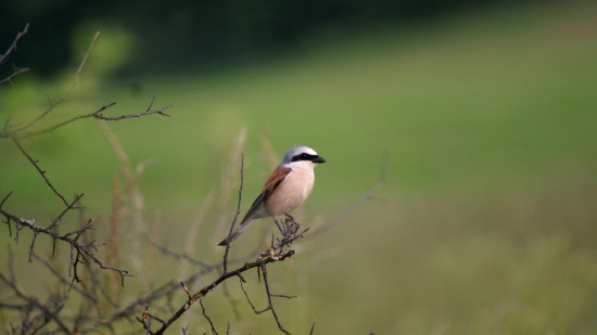 Strakoš červenochrbtý (Lanius collurio)