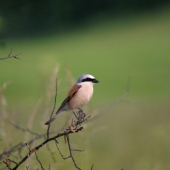 Strakoš červenochrbtý (Lanius collurio)