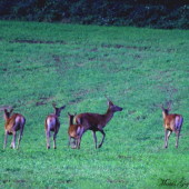 Škoda že ešte nemajú poriadného gazdu :D