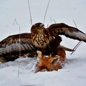 Myšiak lesný s korisťou