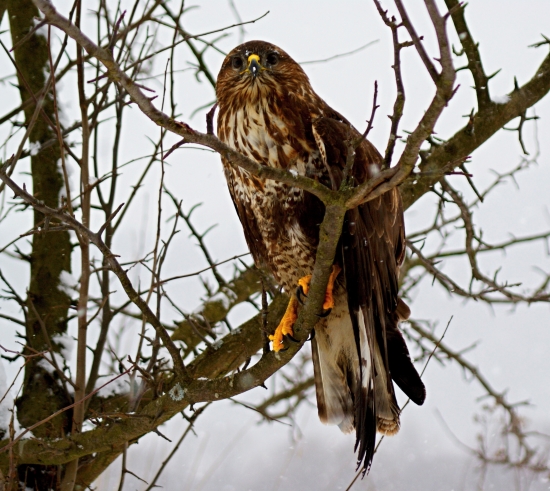 Myšiak lesný (Buteo buteo)